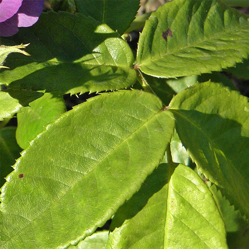 Rosier à fleurs groupées Rhapsody In Blue (Foliage)