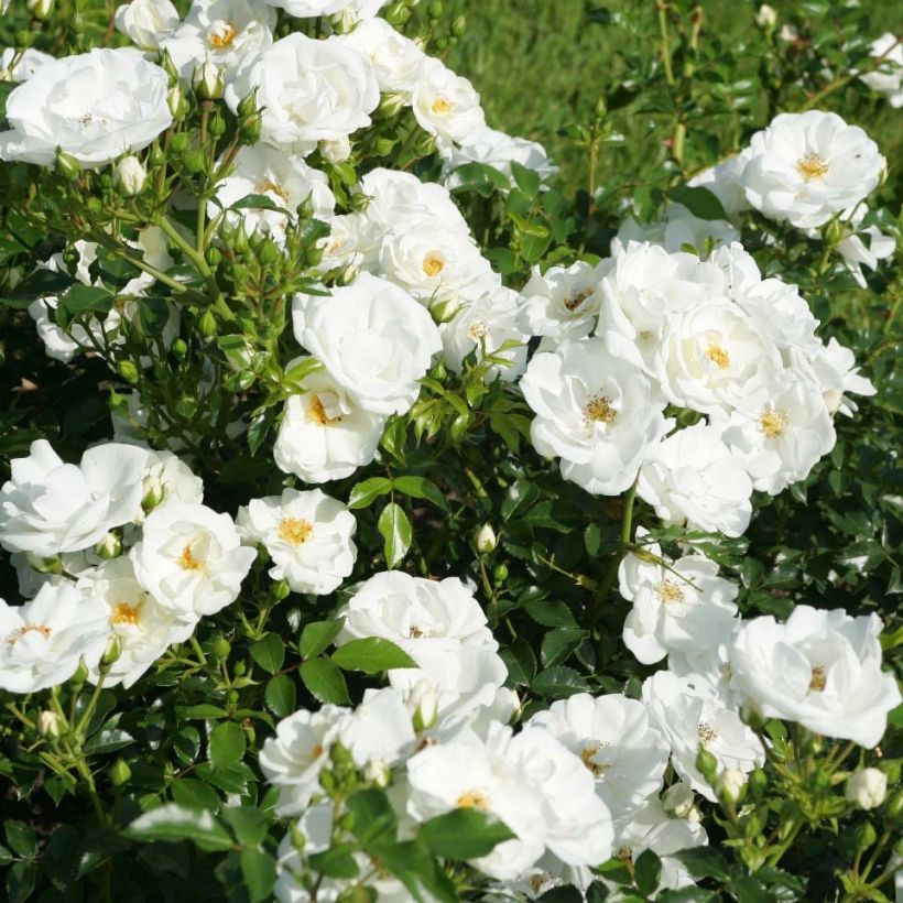 Rosier Rigo Innocencia (Flowering)