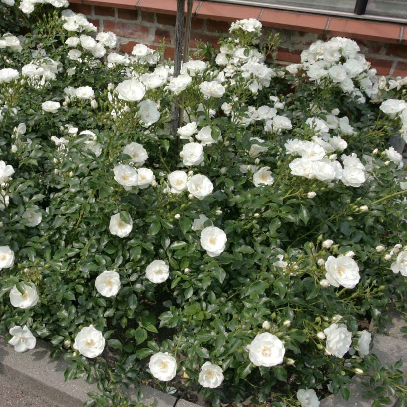 Rosier Rigo Innocencia (Plant habit)