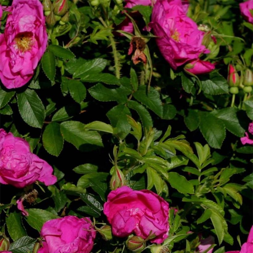 Rosier Savoranova Smart (Foliage)