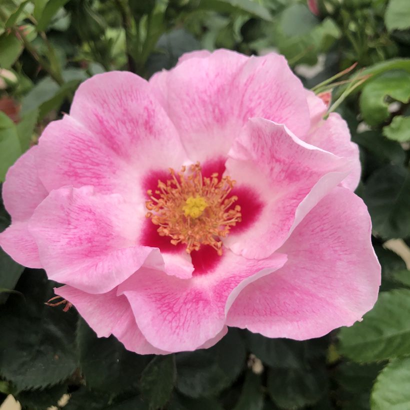 Rosier See You in rosé (Flowering)