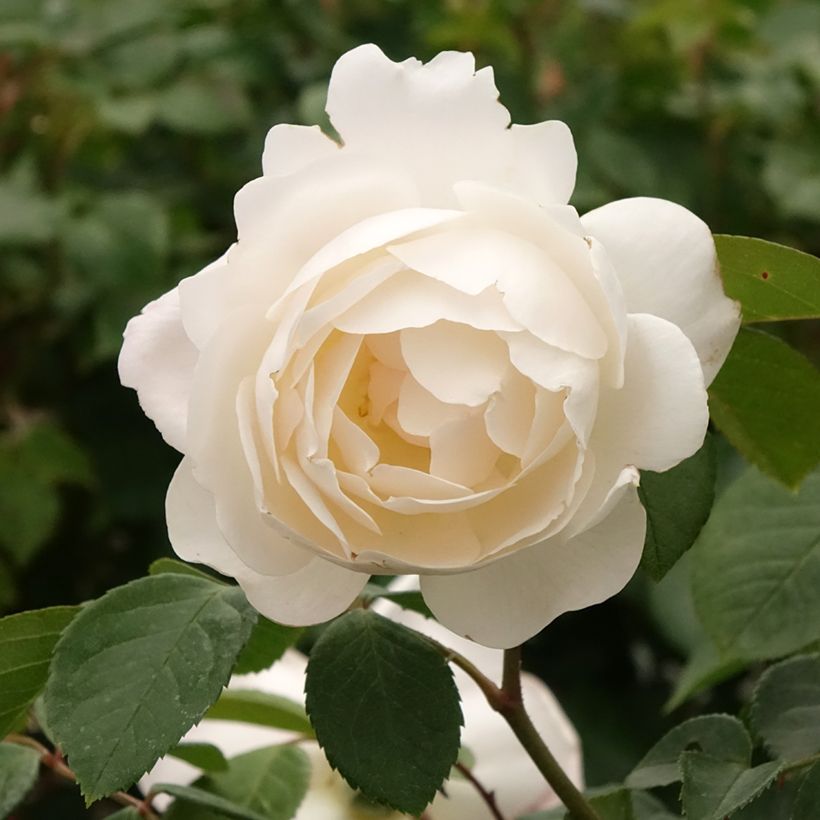Rosier Tige David Austin Desdemona (Flowering)