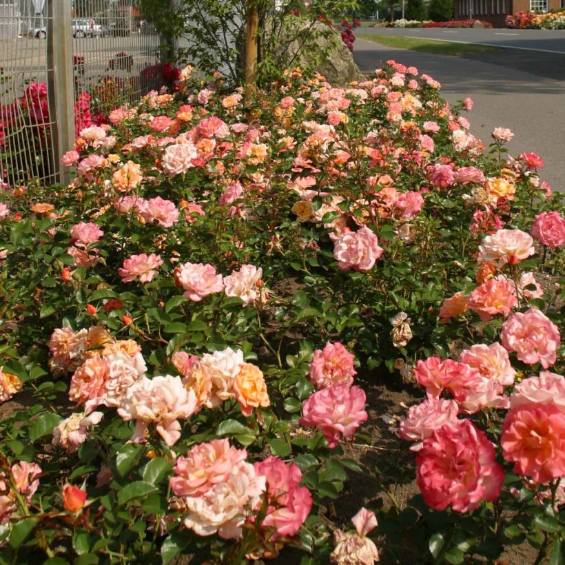 Rosier Urban Streetlight Rekord Cubana (Plant habit)