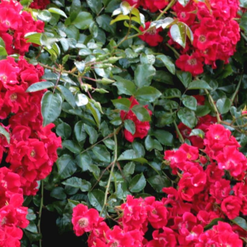 Rosier Urban Streetlight Sommerabend (Foliage)