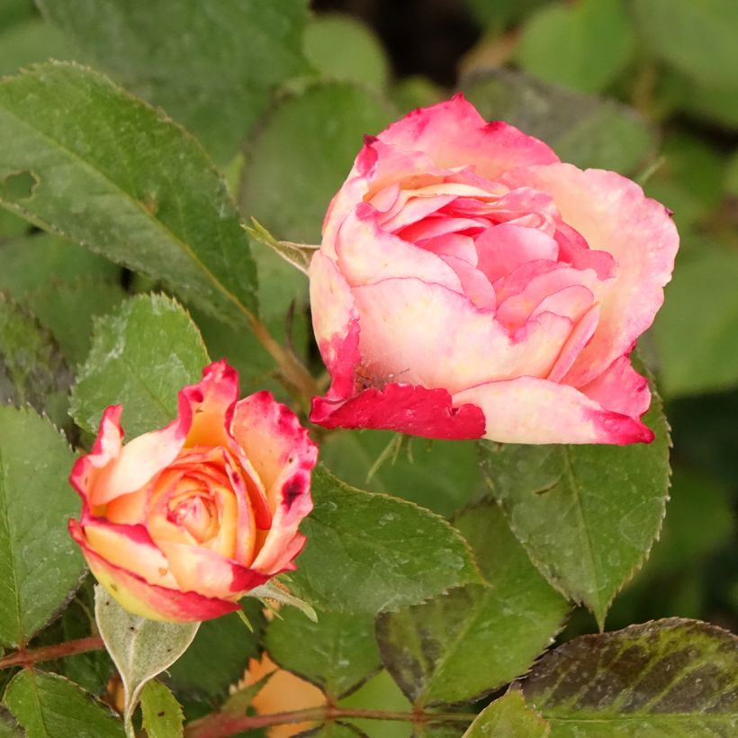 Rosier à fleurs groupées Aline Mayrisch Rose (Flowering)