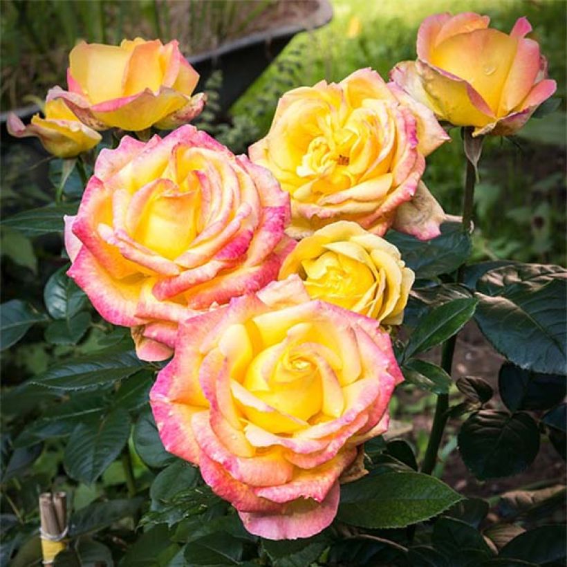 Rosier à grandes Fleurs Oriental Peace (Flowering)