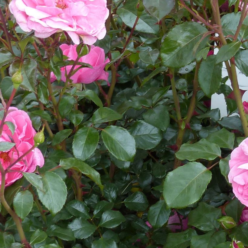Rosier à fleurs groupées Berleburg (Foliage)