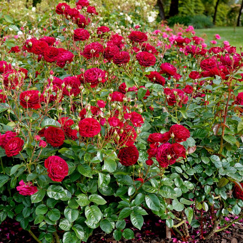 Rosier à fleurs groupées Bordeaux (Plant habit)