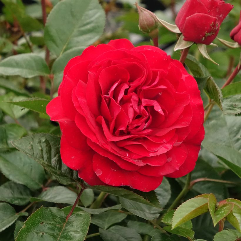 Rosier à fleurs groupées Bordeaux (Flowering)