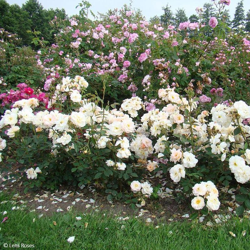 Rosier à fleurs groupées Comtesse André d'Oultremont (Plant habit)