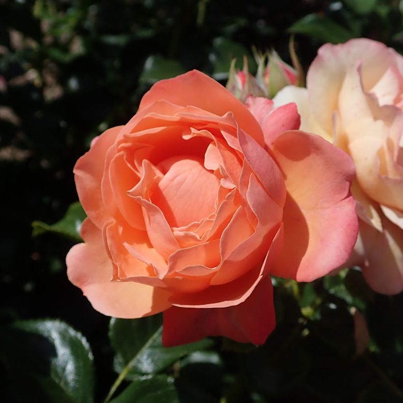 Rosier à fleurs groupées Coral Lions-Rose (Flowering)