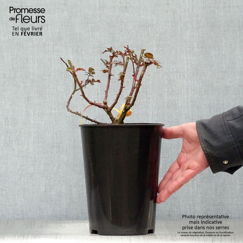 Example of Rosier à fleurs groupées Leonardo da Vinci Pot de 2L/3L as you get in hiver