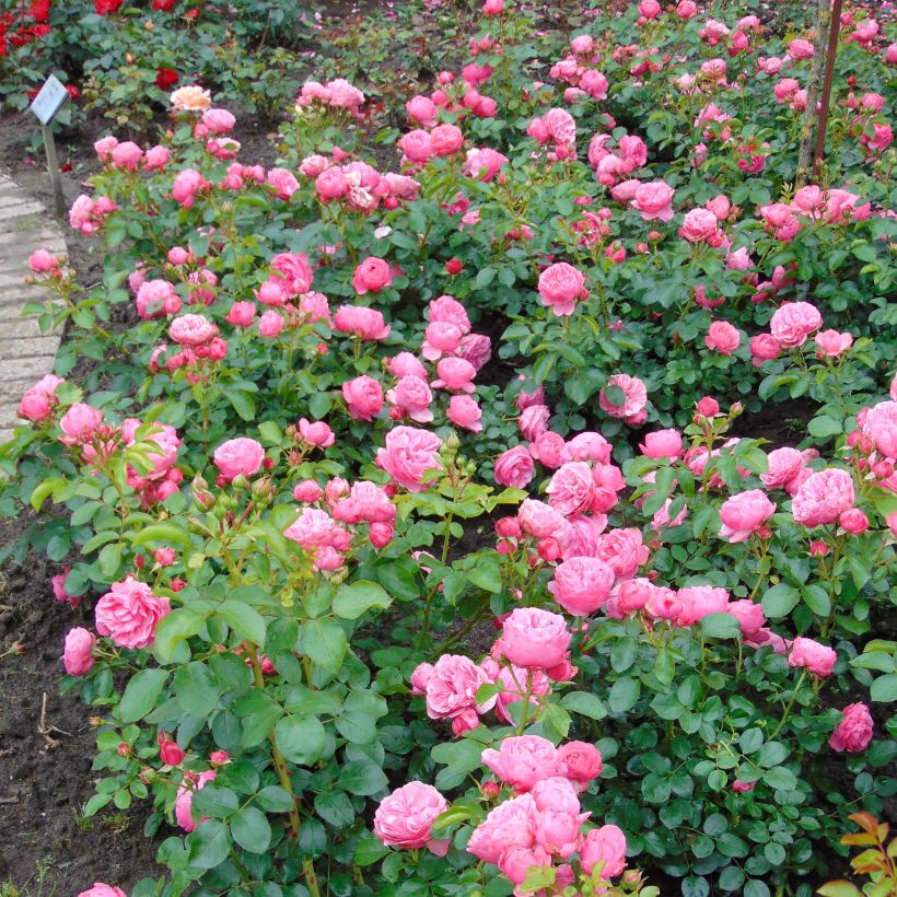 Rosier à fleurs groupées Leonardo da Vinci (Plant habit)