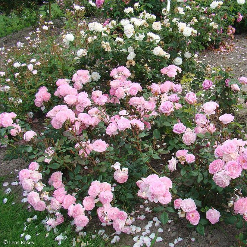 Rosier à fleurs groupées Sourire de Sylvie (Plant habit)
