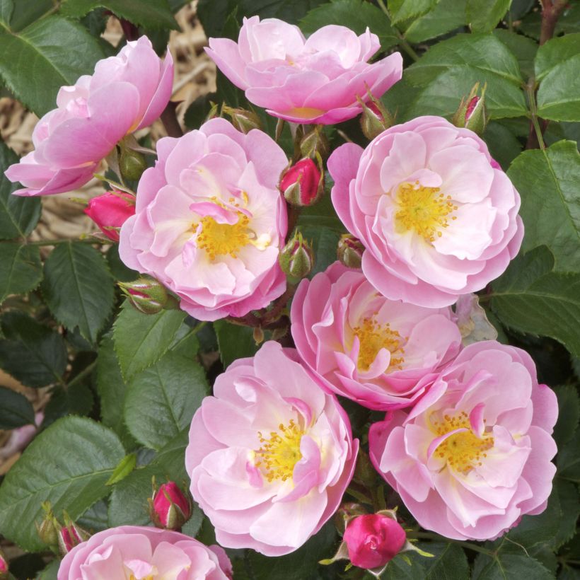 Rosier à fleurs groupées Utopia (Flowering)
