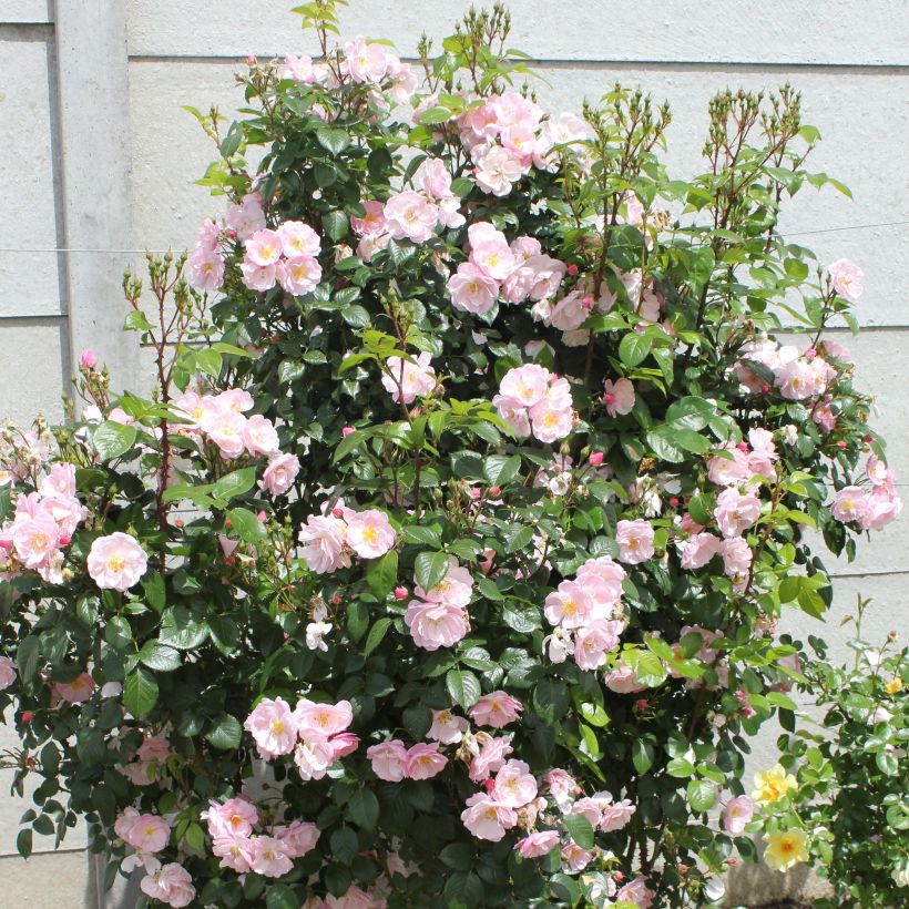Rosier à fleurs groupées Utopia (Plant habit)
