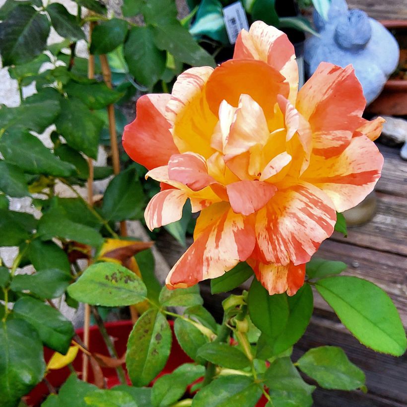Rosier à grandes fleurs André Willemse (Flowering)