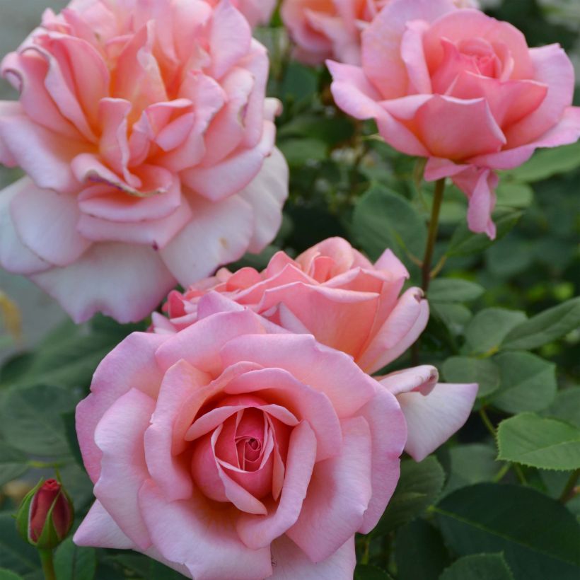 Rosier à grandes fleurs Belle du Seigneur (Flowering)
