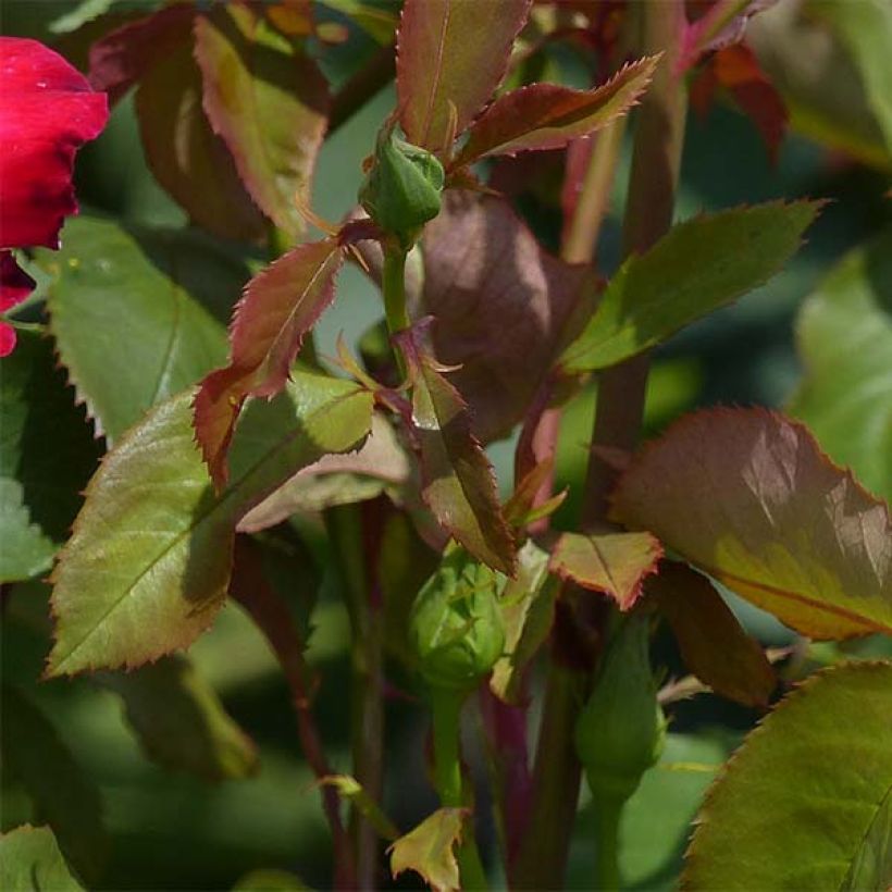 Rosier à grandes fleurs Double Delight (Foliage)