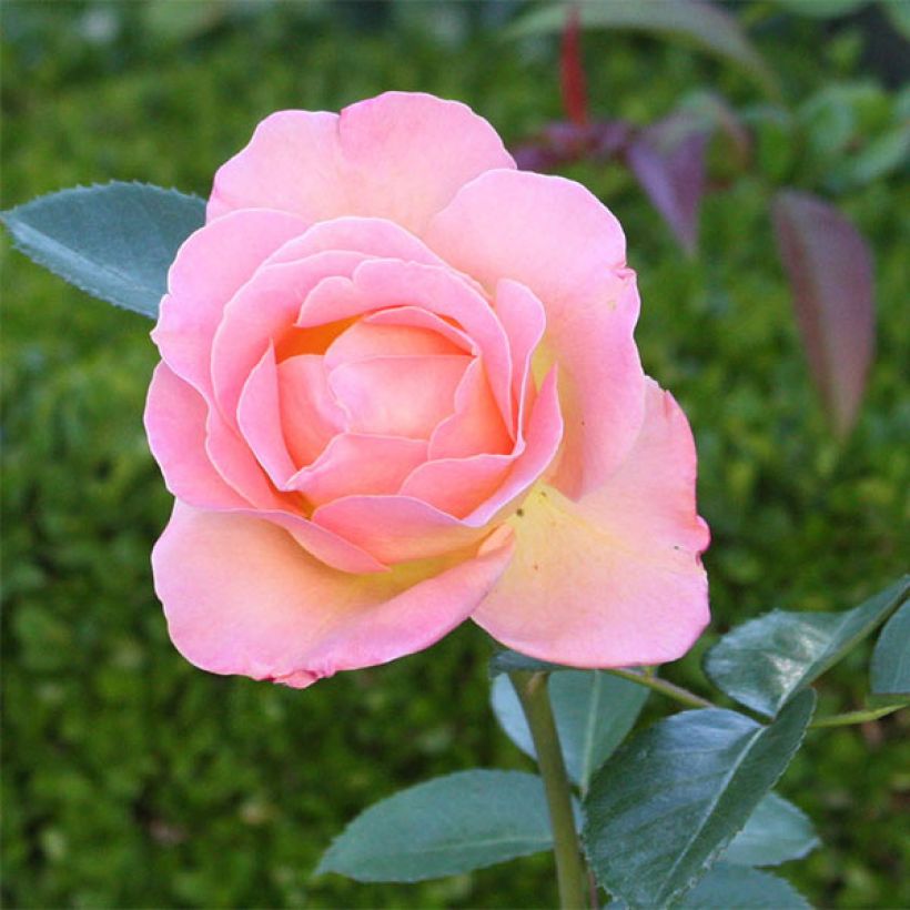 Rosier à grandes fleurs Elle (Flowering)