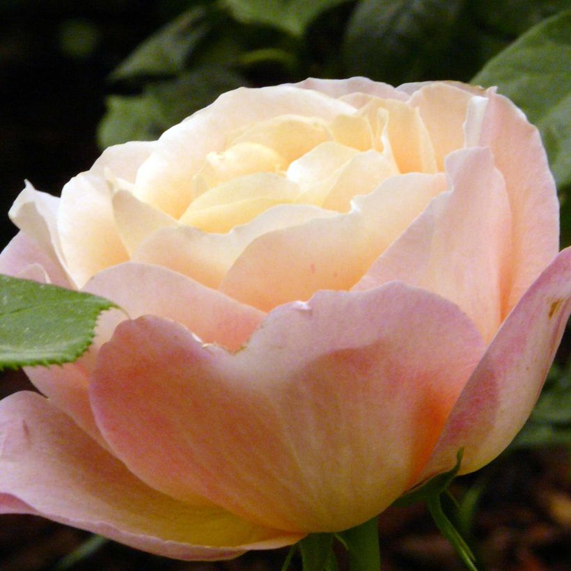 Rosier à grandes fleurs Isabelle Autissier (Flowering)