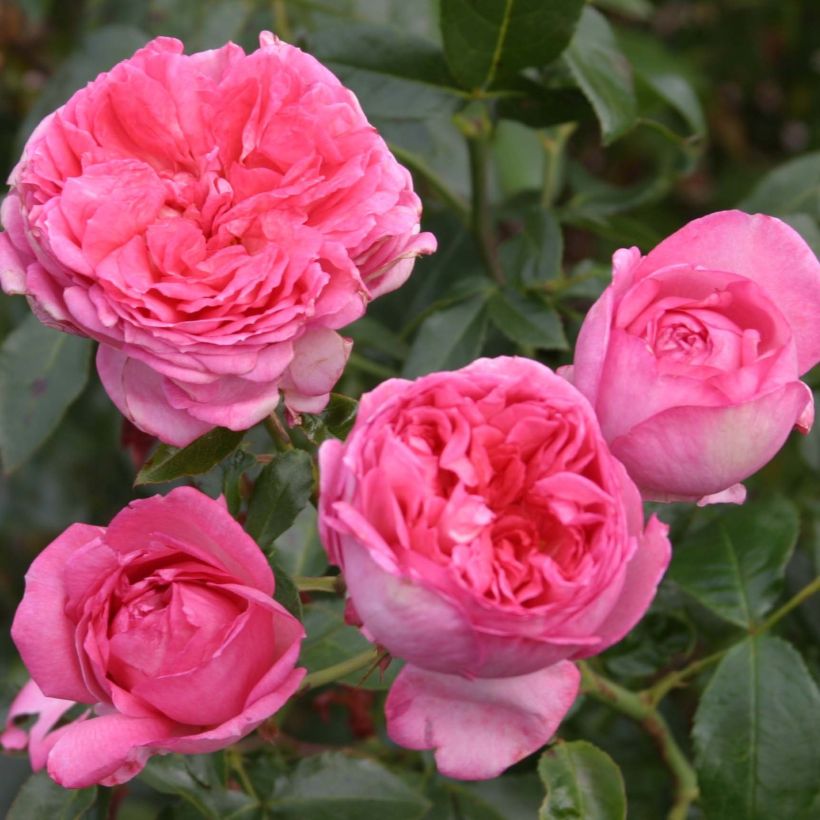 Rosier à grandes fleurs La Rose de Molinard (Flowering)