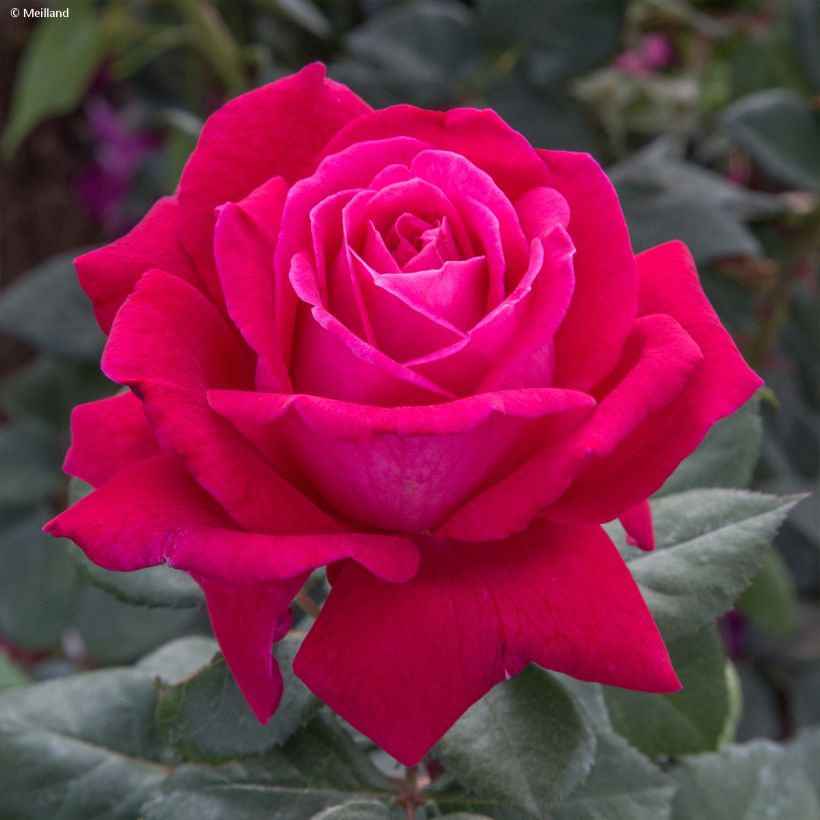 Rosier à grandes fleurs Elégance Française (Flowering)