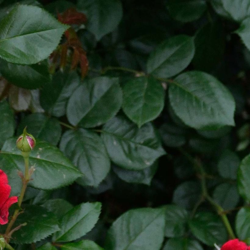 Rosier à grandes fleurs République de Montmartre (Foliage)