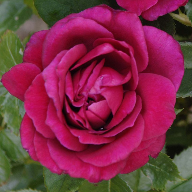 Rosier à grandes fleurs Rose Lalande de Pomerol (Flowering)