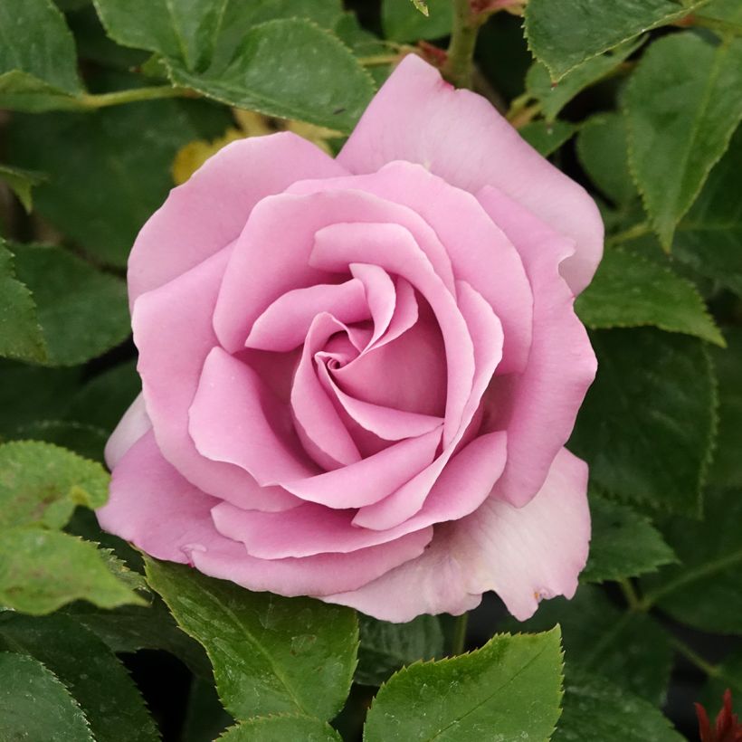 Rosier à grandes fleurs Rose Synactif by Shiseido (Flowering)