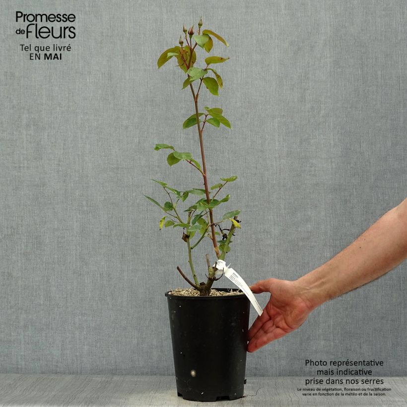 Example of Rosier à grandes fleurs Sissi Pot de 4L/5L as you get in printemps