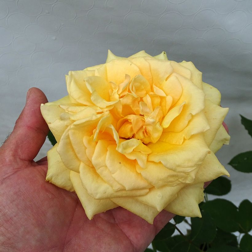 Rosier à grandes fleurs Sophia Renaissance (Flowering)