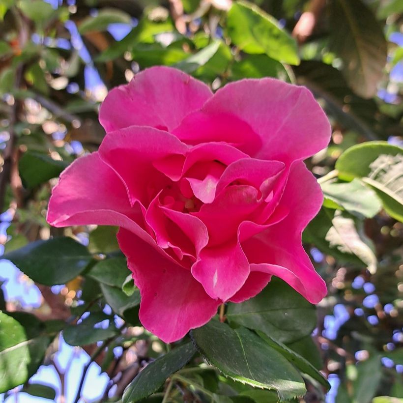 Rosier à grandes fleurs The McCartney Rose  (Flowering)