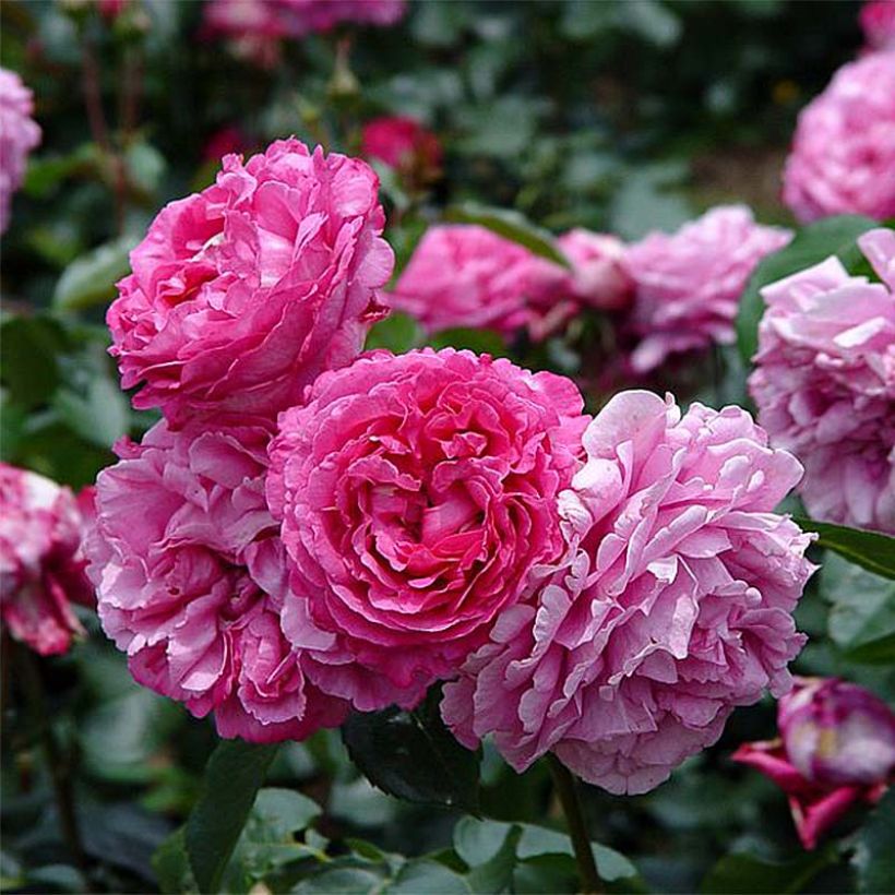 Rosier à grandes fleurs Yves Piaget (Flowering)