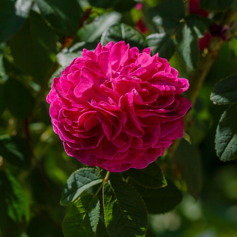 Rosier ancien Charles de Mills (Flowering)