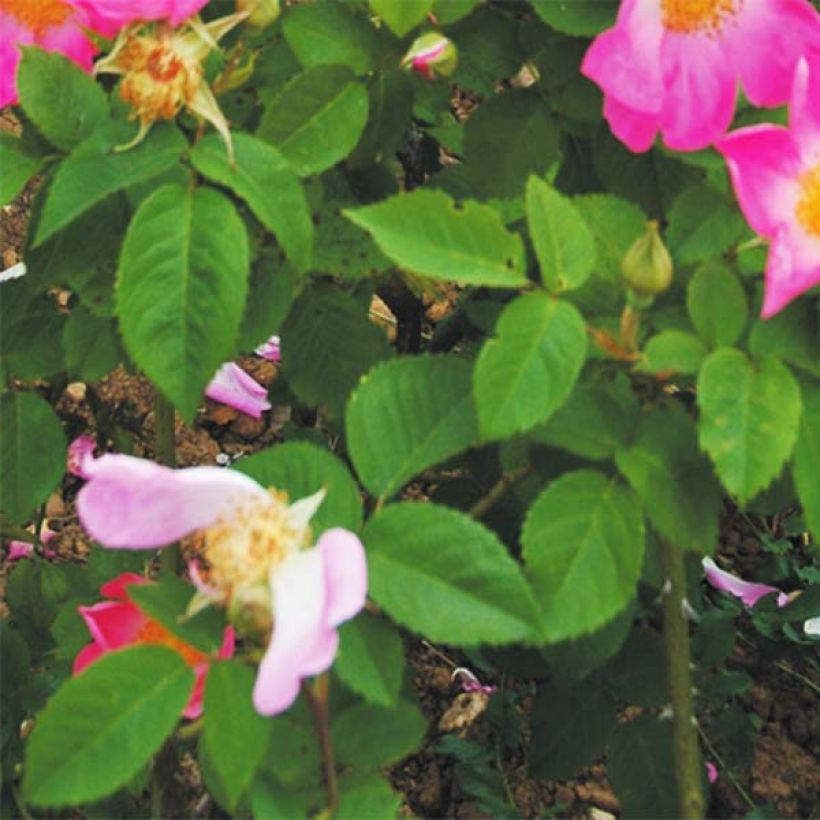 Rosier ancien Complicata (Foliage)