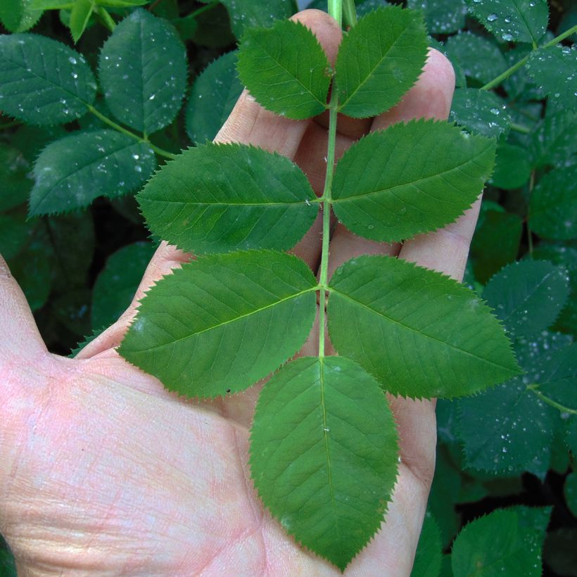 Rosier ancien Cuisse de Nymphe (Foliage)