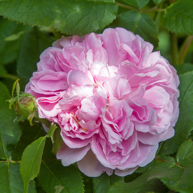 Rosier ancien Jacques Cartier  (Flowering)