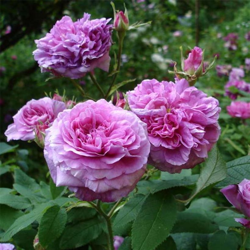 Rosier ancien Jenny Duval (Flowering)