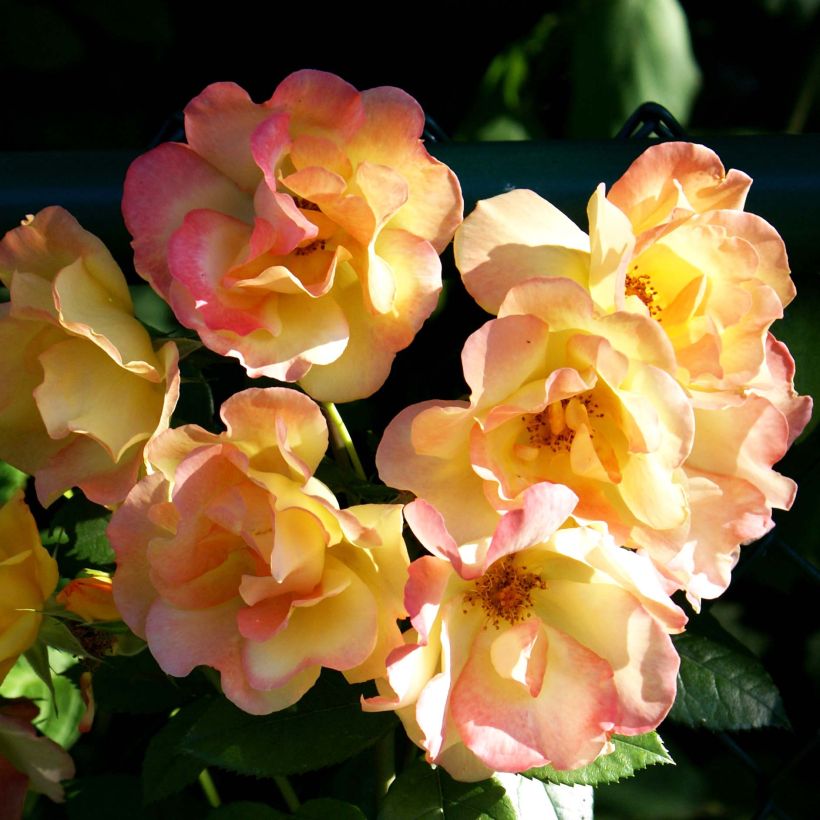 Rosier ancien Joseph's Coat (Flowering)