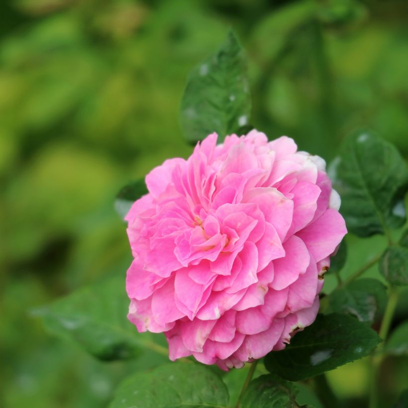 Rosier ancien Kazanlik (Trigintipetala) (Flowering)