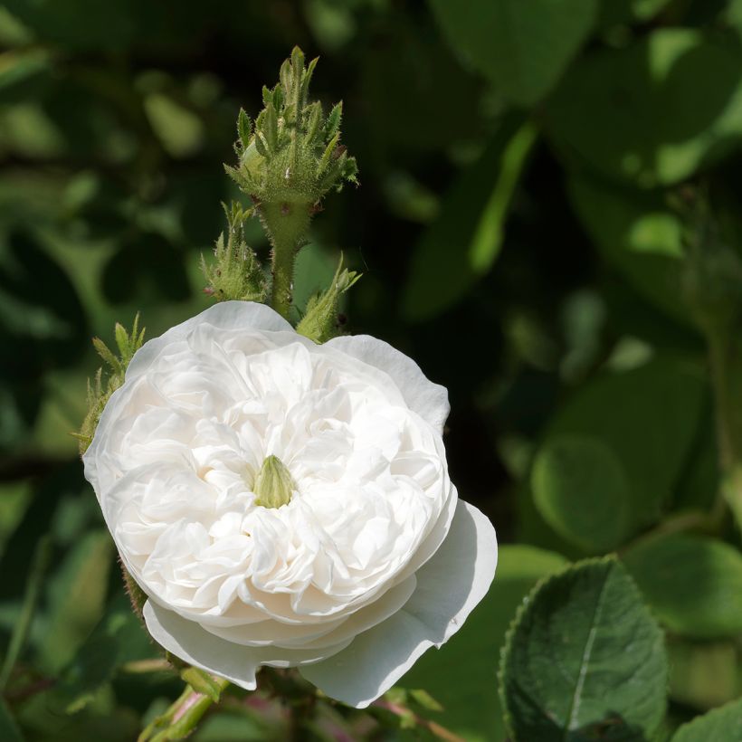 Rosier ancien Mme Hardy (Flowering)