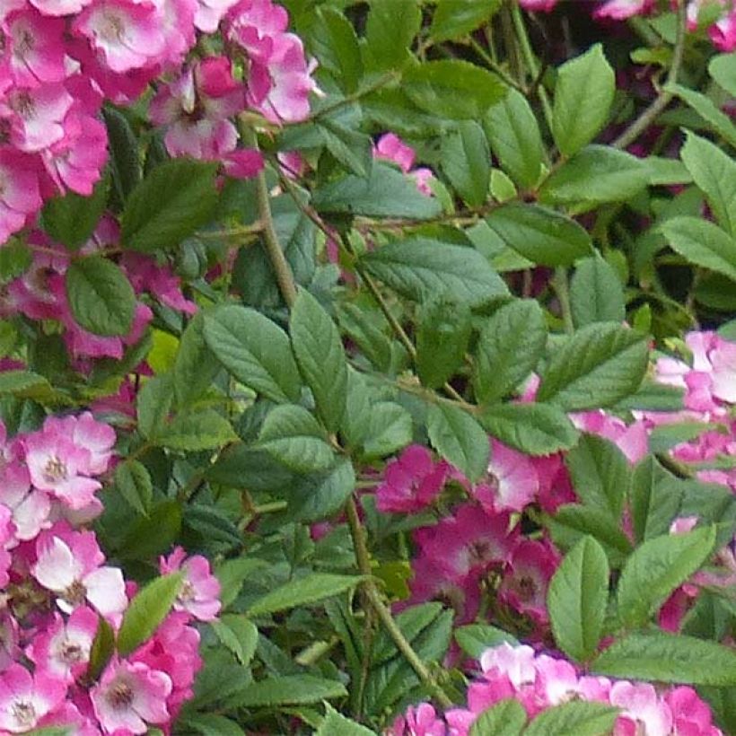 Rosier ancien Mozart (Foliage)