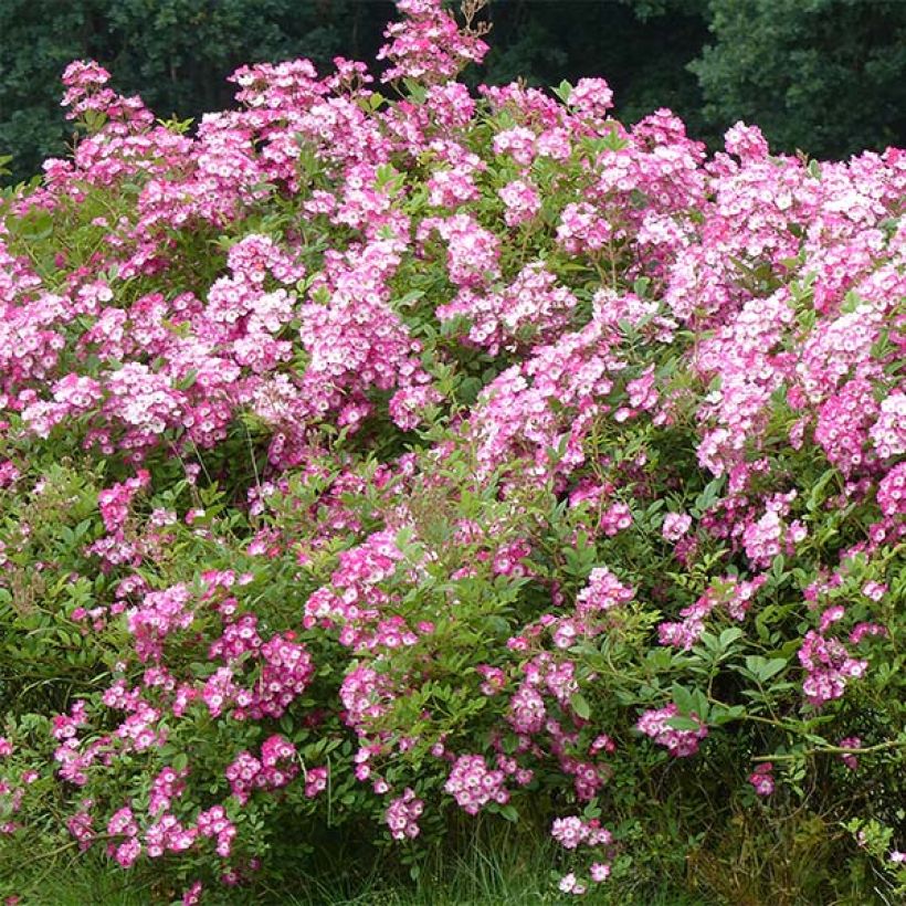 Rosier ancien Mozart (Plant habit)