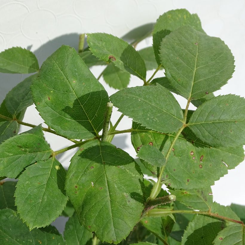 Rosier ancien Mrs John Laing (Foliage)
