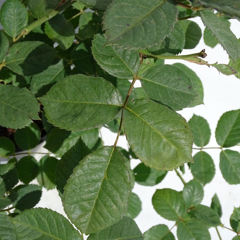 Rosier ancien Pénélope (Foliage)