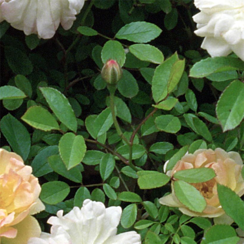 Rosier ancien Phyllis Bide (Foliage)