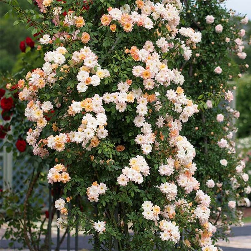 Rosier ancien Phyllis Bide (Plant habit)