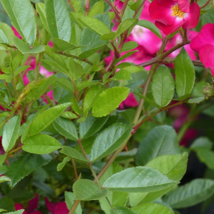 Rosier ancien Red Ballerina (Foliage)