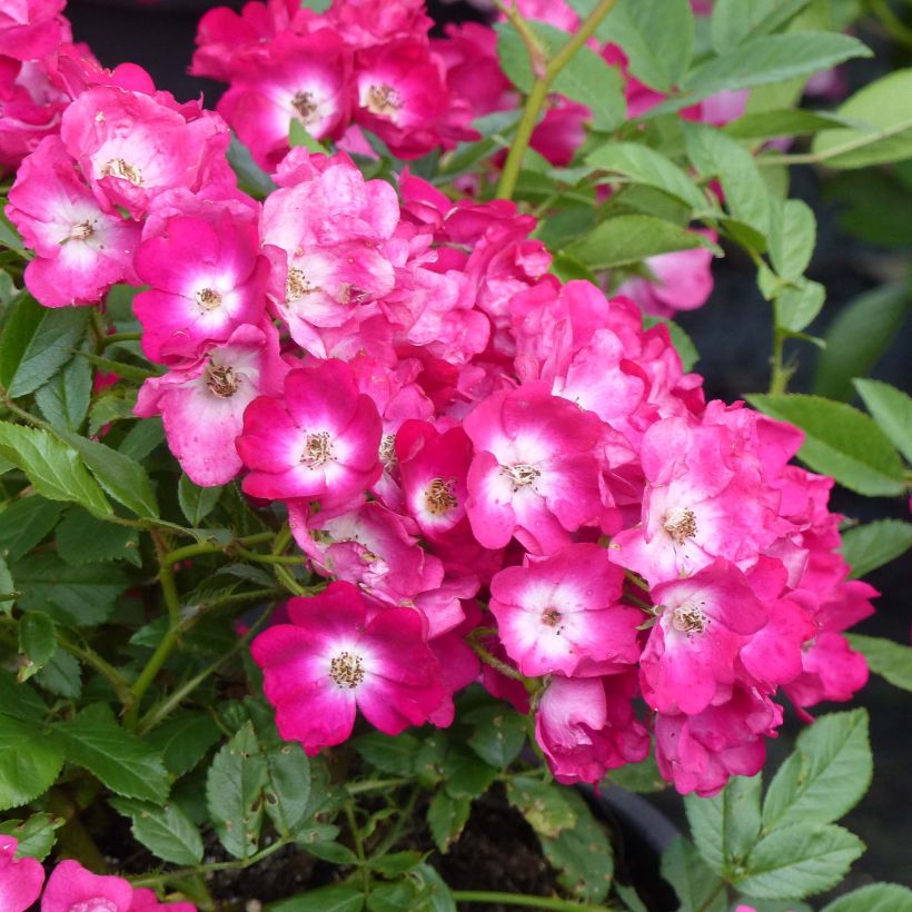 Rosier ancien Red Ballerina (Flowering)